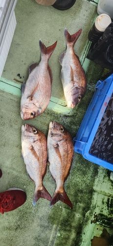 マダイの釣果