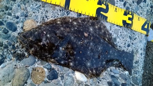 ソゲの釣果