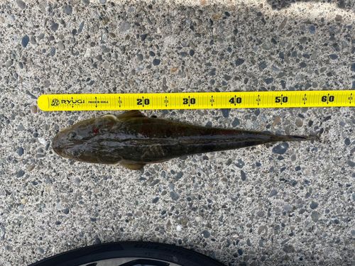 マゴチの釣果