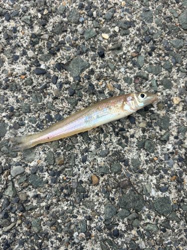 シロギスの釣果