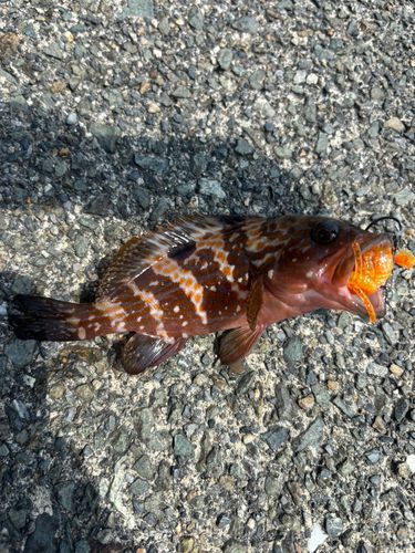 キジハタの釣果