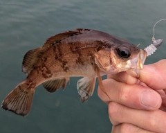 メバルの釣果