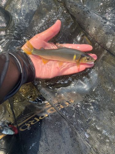 アユの釣果