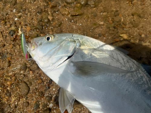 オニヒラアジの釣果