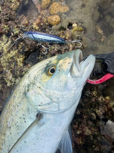 カスミアジの釣果