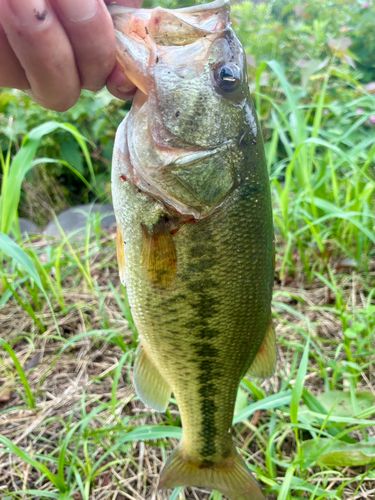 ラージマウスバスの釣果