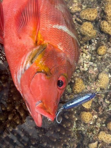 ヒメフエダイの釣果