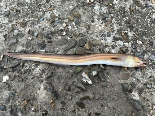 ホタテウミヘビの釣果