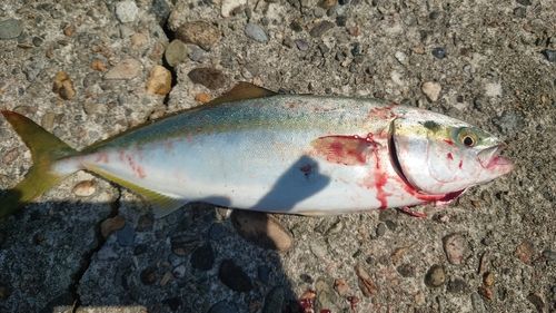 フクラギの釣果