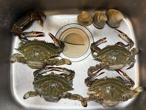 ワタリガニの釣果