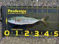 フクラギの釣果