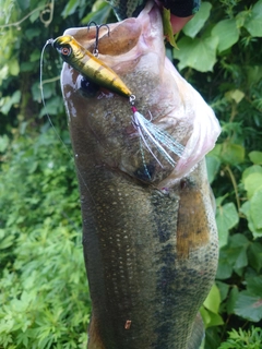 ブラックバスの釣果