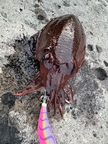 コウイカの釣果