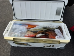 ヒラマサの釣果