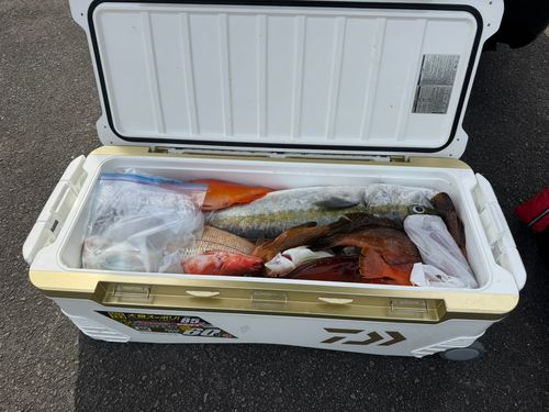 ヒラマサの釣果