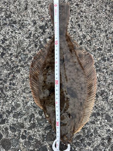 カレイの釣果
