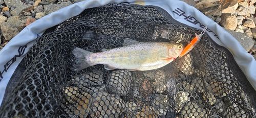 ニジマスの釣果