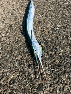 ダツの釣果