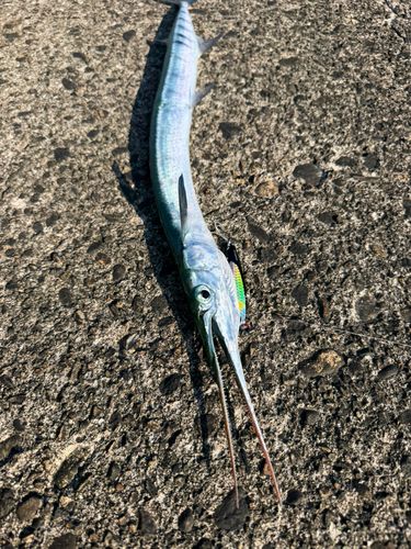 ダツの釣果