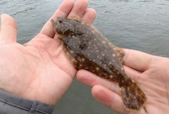 ソゲの釣果