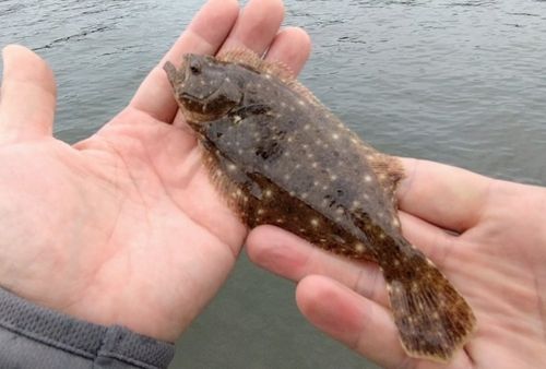 ソゲの釣果