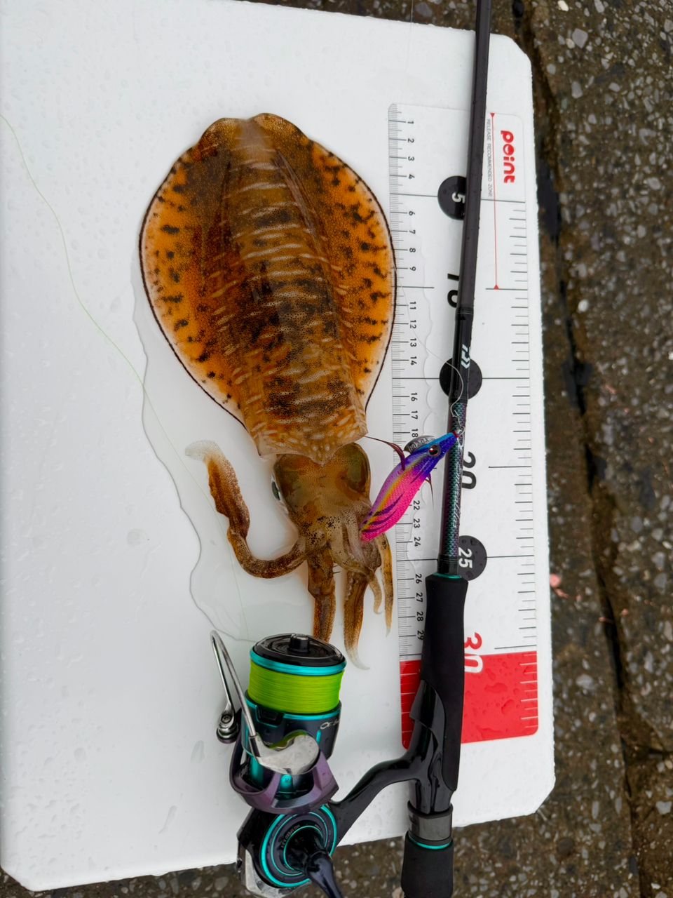 アオリイカの釣果写真