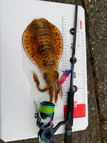 アオリイカの釣果