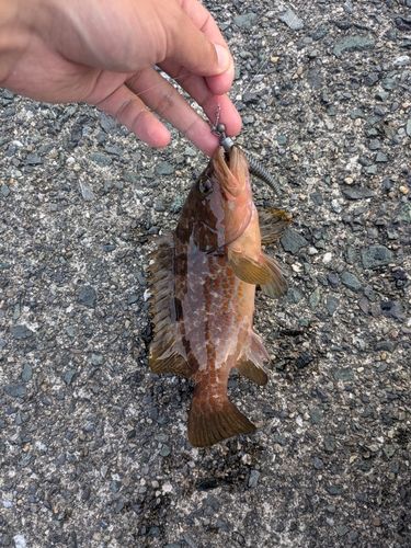 キジハタの釣果