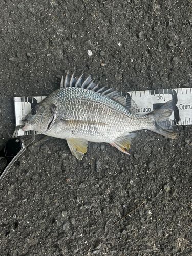 キビレの釣果