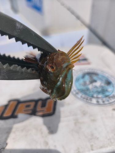アナハゼの釣果