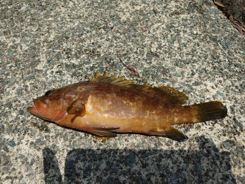 アコウの釣果