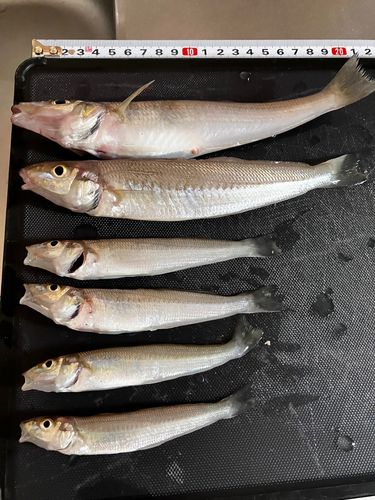 キスの釣果