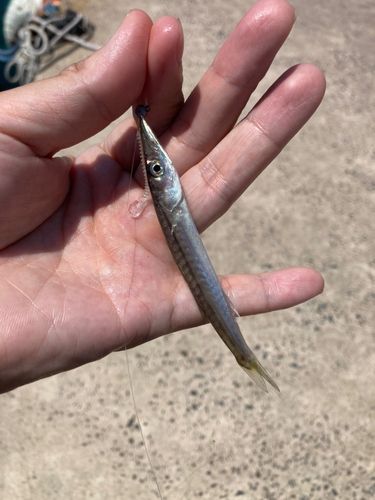 カマスの釣果