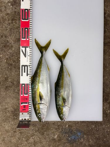 ハマチの釣果