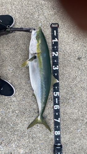 イナダの釣果