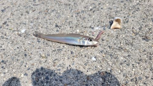 キスの釣果
