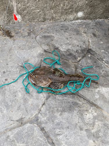 カジカの釣果