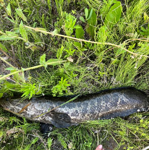 ライギョの釣果