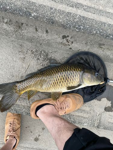 コイの釣果