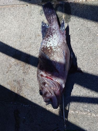 マゾイの釣果
