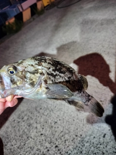 クロソイの釣果