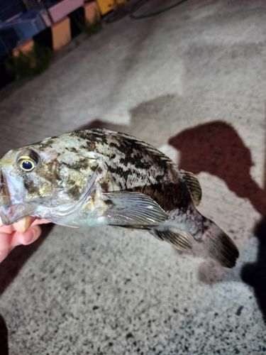 クロソイの釣果