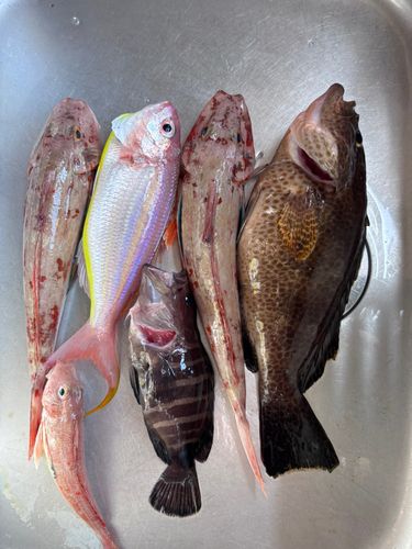 オオモンハタの釣果