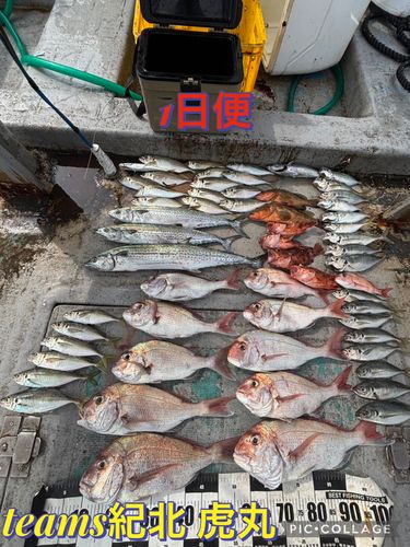 タイの釣果