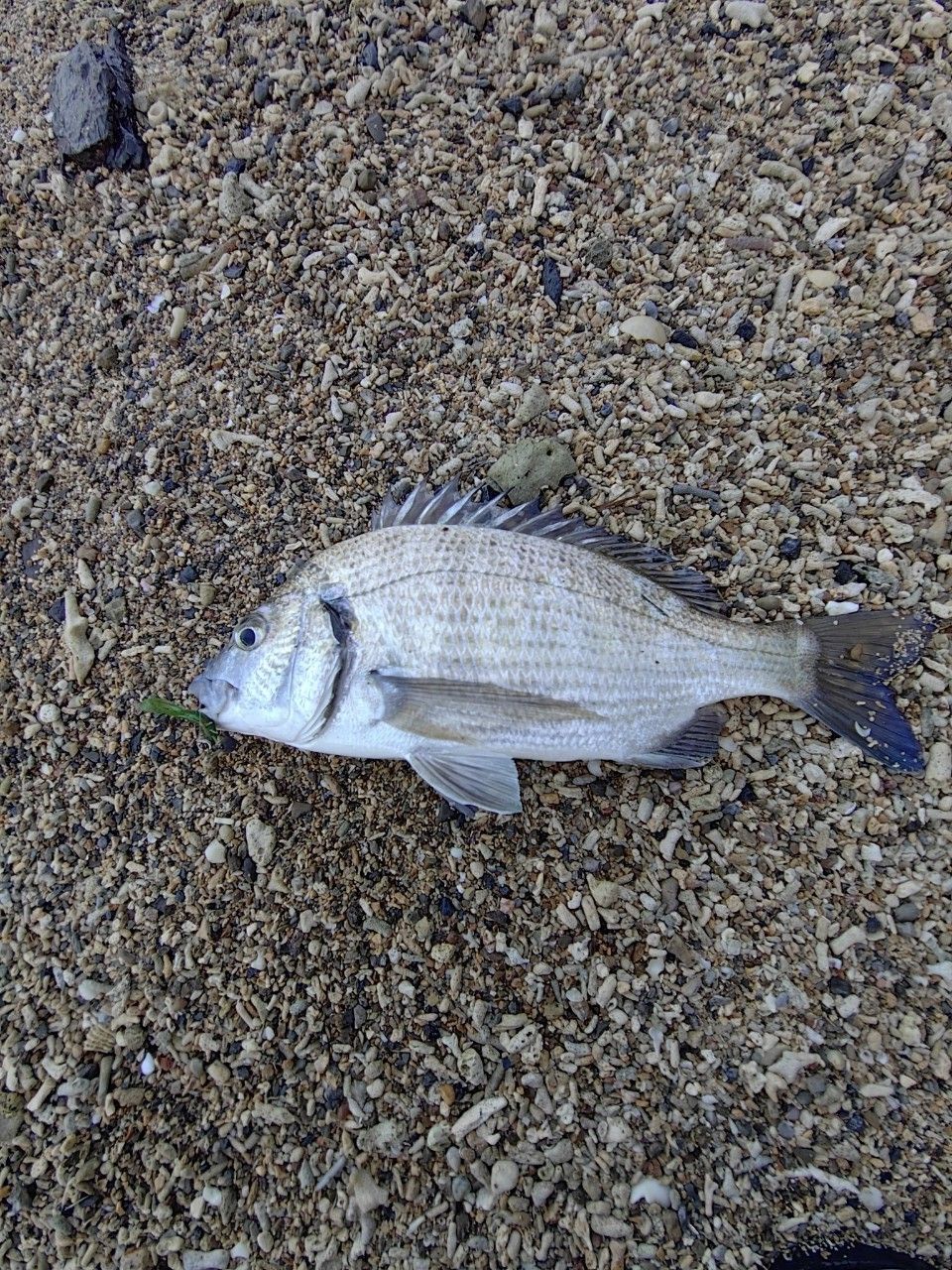 ミナミクロダイの釣果写真