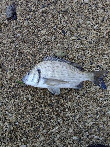 ミナミクロダイの釣果