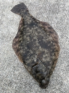 マコガレイの釣果
