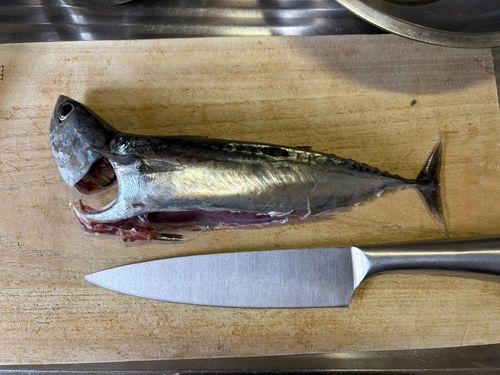 マルソウダの釣果