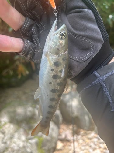 ヤマメの釣果