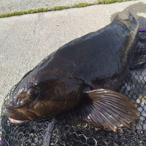 アイナメの釣果